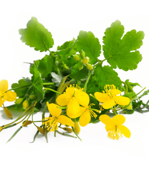 Celandine - Herbs beginning with C
