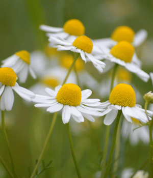 Chamomile - Herbs beginning with C
