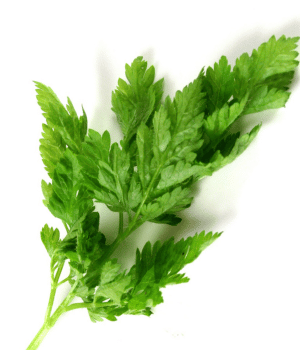 Chervil