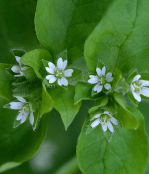 Chickweed - Herbs Names with C