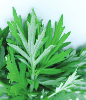 Chinese Mugwort - Herbs Names That Start with C