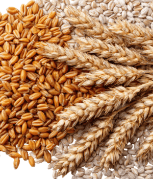 Grains that Start with C - Club Wheat
