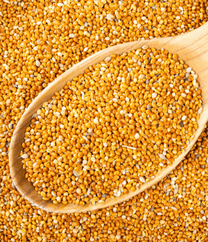 Common Millet