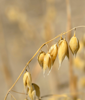 Common Oat