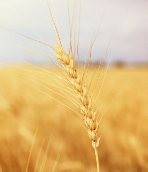Common Wheat