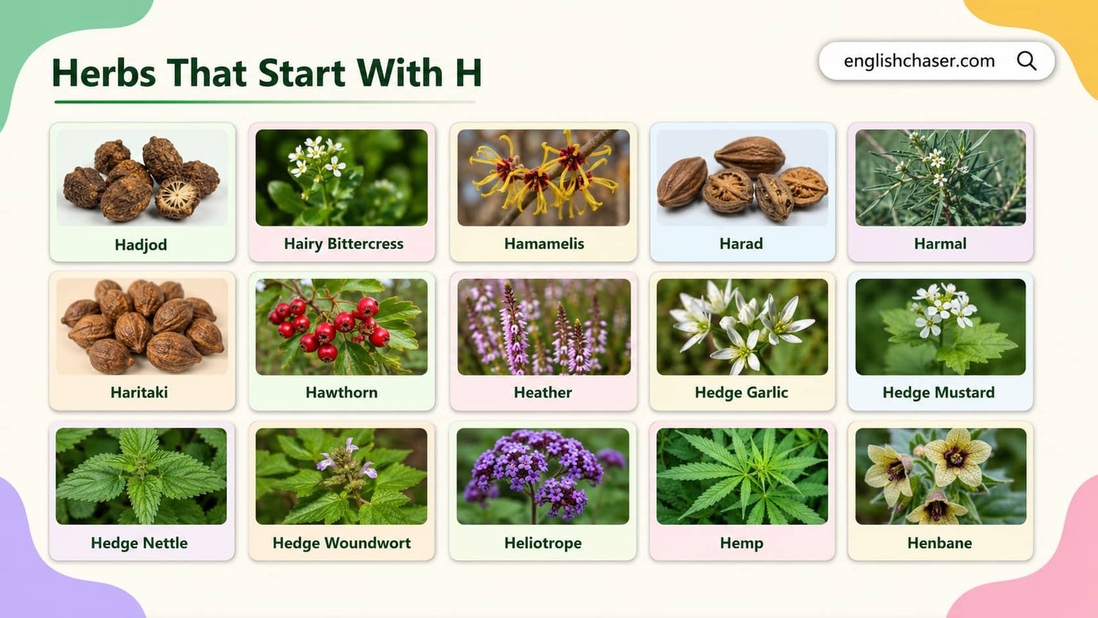 Complete H Herb List With Pictures