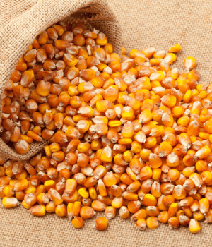 Corn - C Grains with Pictures