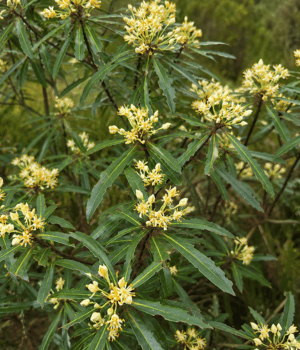 Dorrigo Mountain Pepper - Spice Names That begin with D