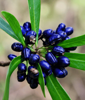 Dorrigo Pepper - Spice Names That begin with D