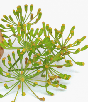 Fennel Flower - Spices that start with F