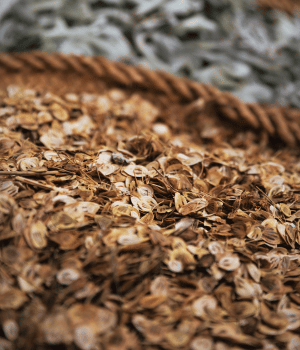 Golpar - Spice Names that begin with G
