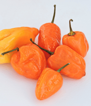 Hainan Yellow - Spices that start with H