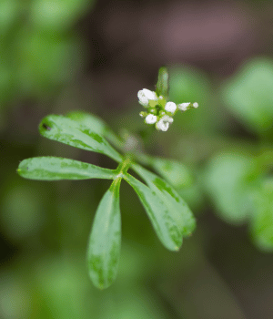 Hairy Bittercress - Herbs That Start With H