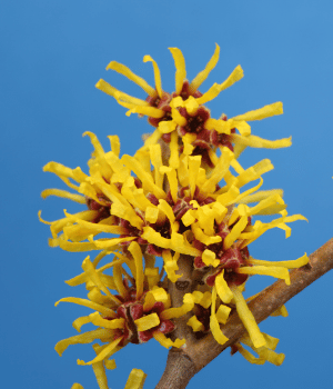 Hamamelis - Herbs That Start With H