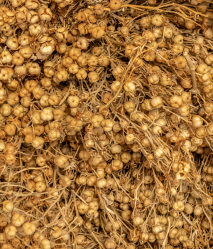 Harmal - Herbs That Start With H