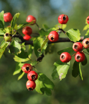 Hawthorn - Herbs Names Start With H