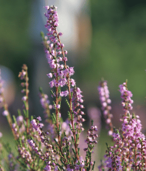 Heather - Herbs Names Begins With H