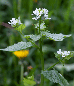 Hedge Garlic - Herbs Names Begins With H