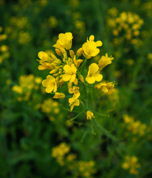 Hedge Mustard - Herb Names Begins With H