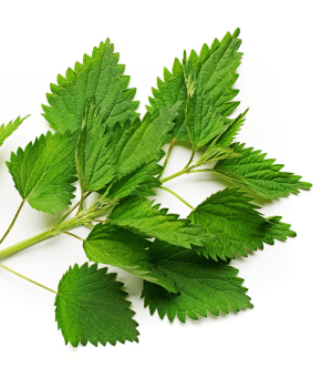 Hedge Nettle - Herb Names Begins With H