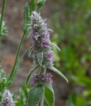 Hedge Woundwort - Herbs Names Begins With H