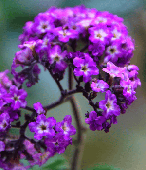 Heliotrope - Herbs Names Begins With H