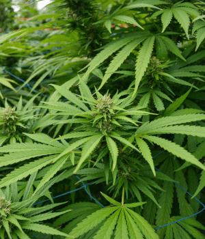 Hemp - Herbs Names Begins With H