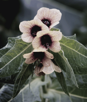 Henbane - Herbs Start With H