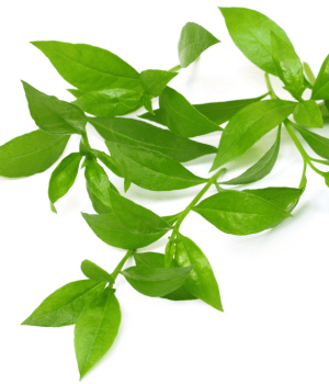 Henna - Herb Names Begins With H
