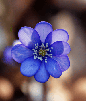 Hepatica - Herb Names Begins With H