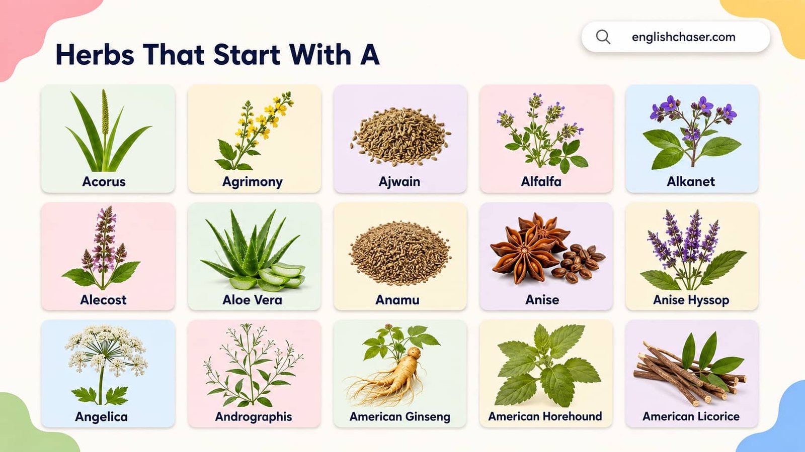 Herbs That Start With A With Pictures & Explanation