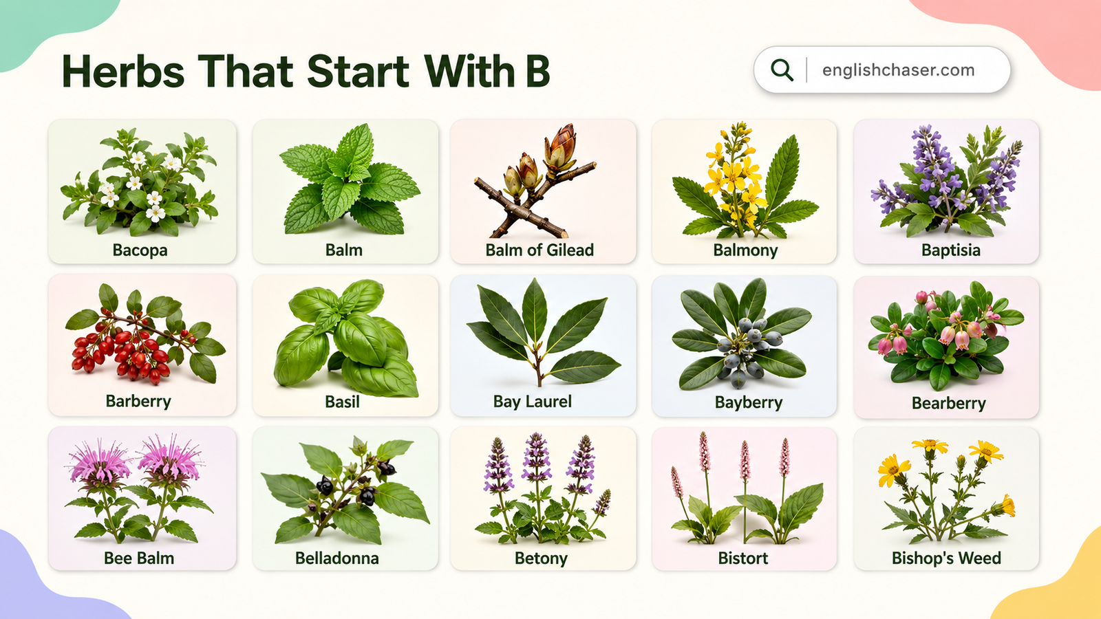 Herbs That Start With B With Pictures & Examples