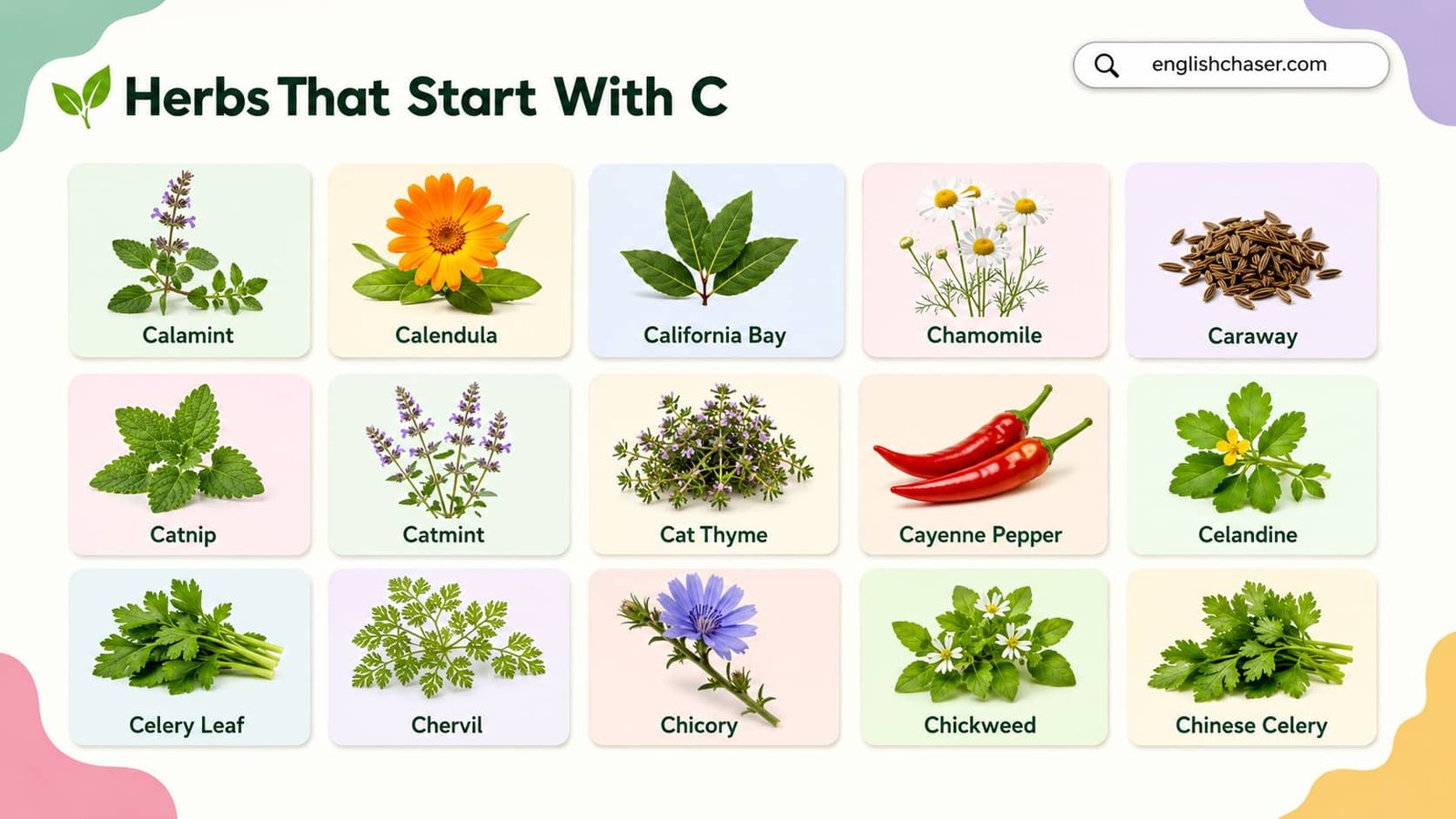 Herbs That Start With C With Pictures