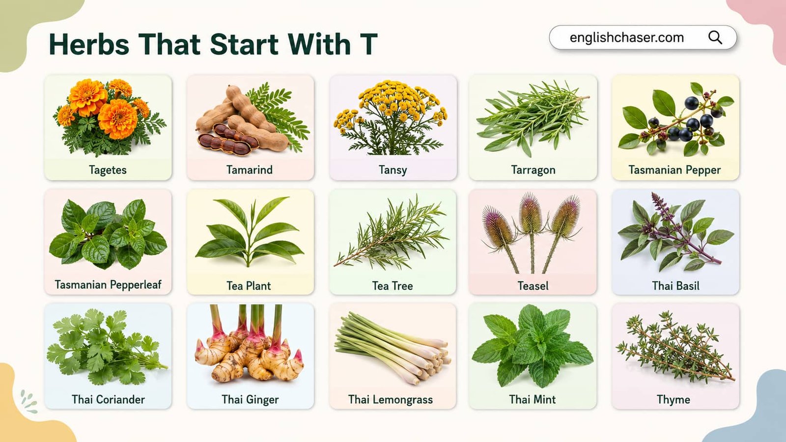 Herbs That Start With T With Names and Uses