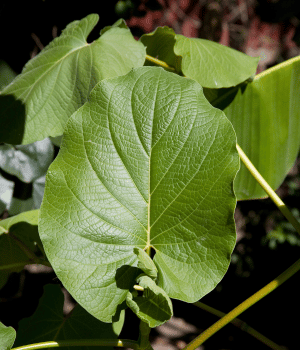 Hoja Santa - Spices that start with H