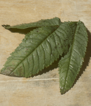Huacatay - Spices that start with H