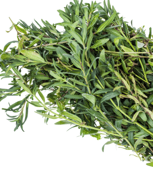 Hyssop - Spice Names that begin with H