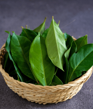 Indonesian Bay Leaf - Spices that Start with I