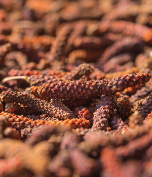 Indonesian Long Pepper - Spice Names that Begins with I