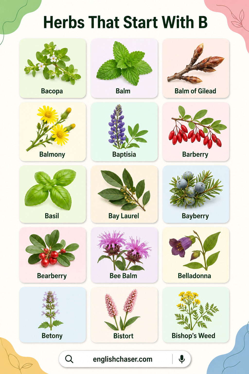 List of Herbs That Start With B