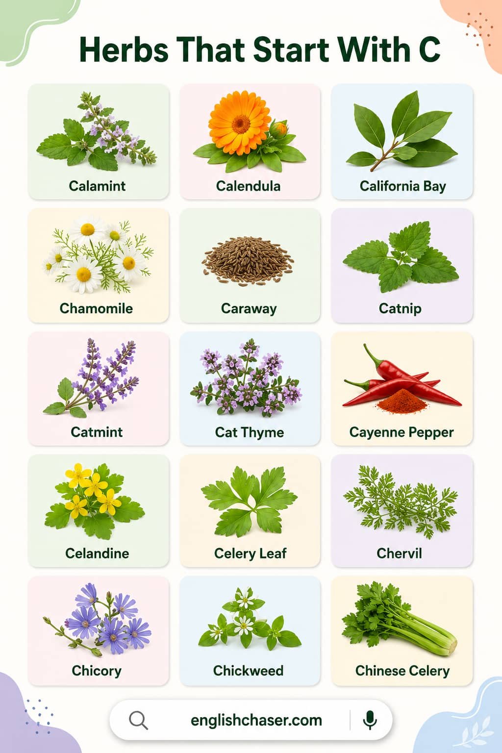 List of Herbs That Start With C