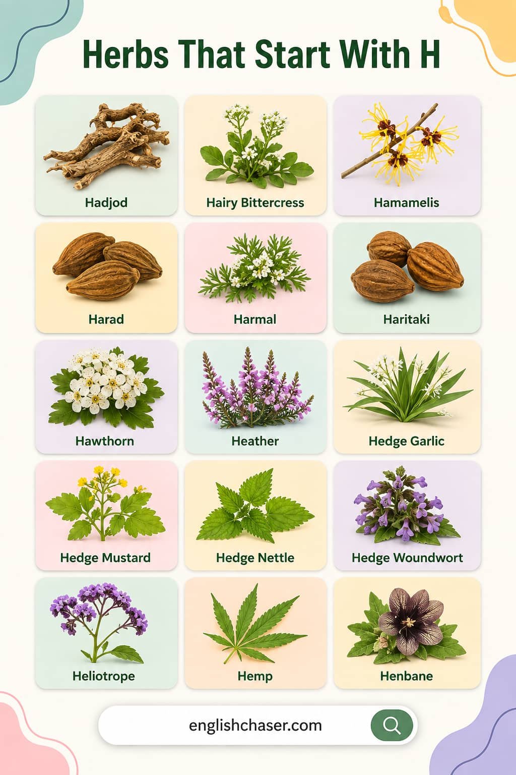 List of Herbs That Start With H