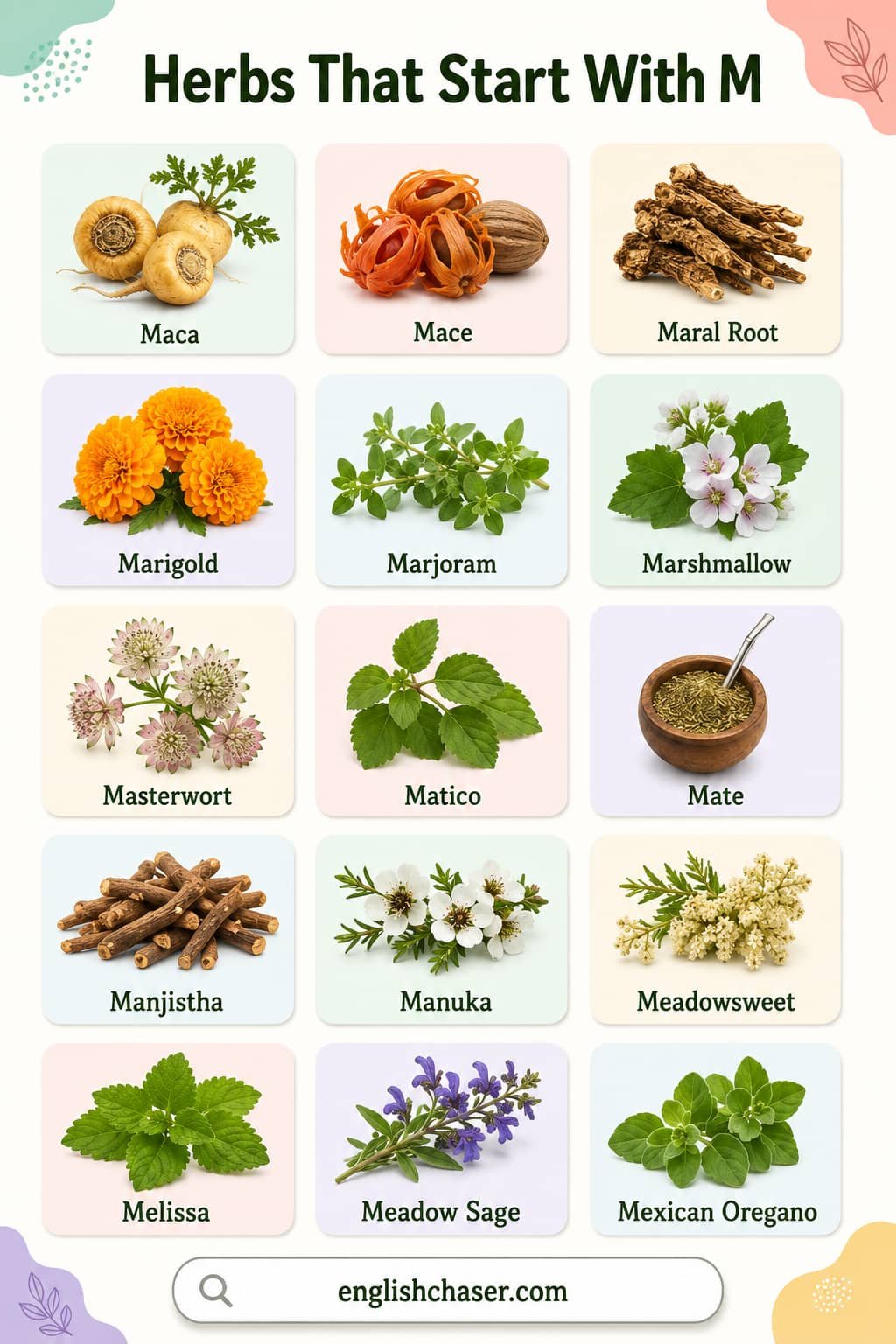List of Herbs That Start With M