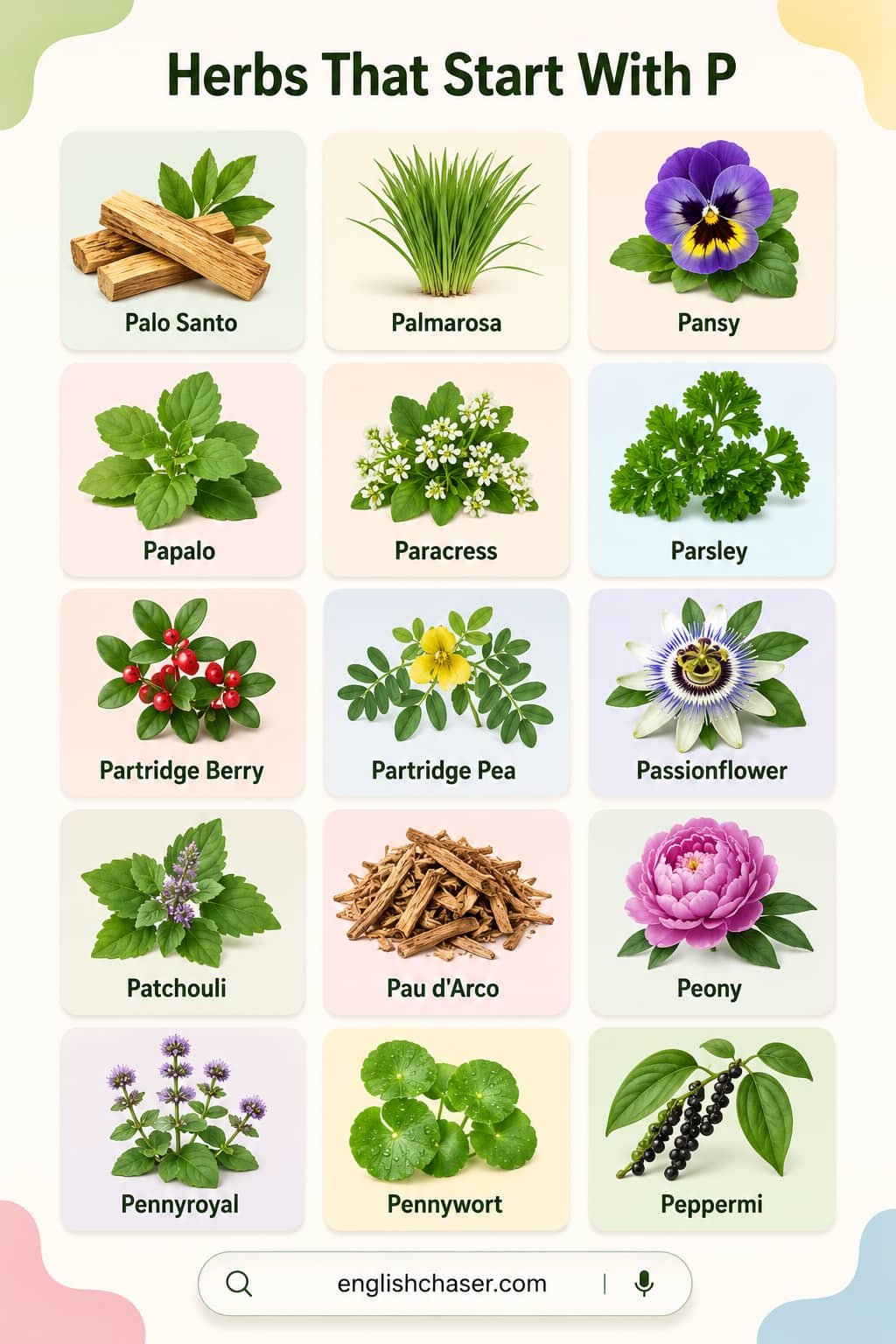 List of Herbs That Start With P
