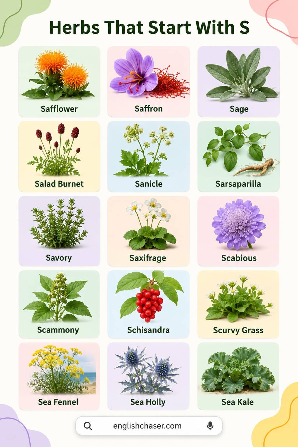 Herbs Starting With S With Pictures