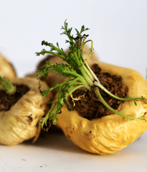 Maca - Herbs That Start With M