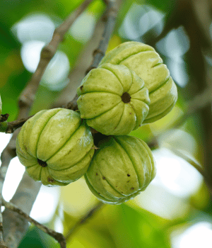 Malabar Tamarind - Spices That Start With M