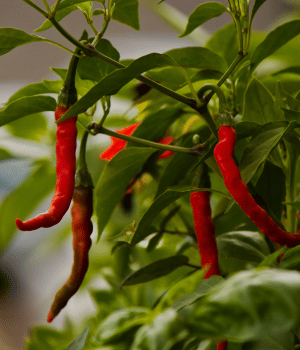 Malagueta Pepper - Spices That Start With M