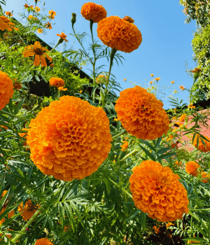 Marigold - Herbs That Start With M