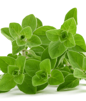 Marjoram - Herbs That Start With M